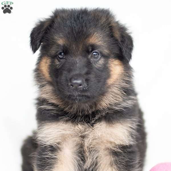 Jennifer, German Shepherd Puppy